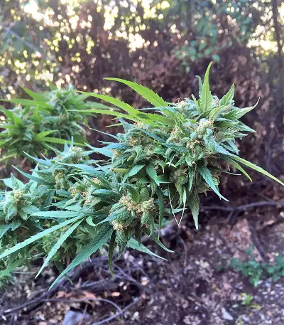 Durban Regular (CannaBioGen) Cannabis-Samen
