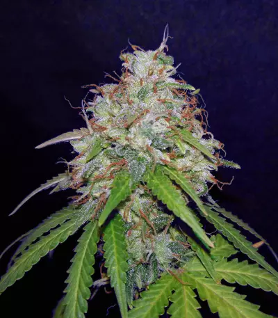 Girl Scout Cookies Auto (Original Sensible Seeds) Cannabis-Samen