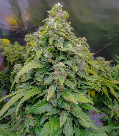 HulkBerry strain