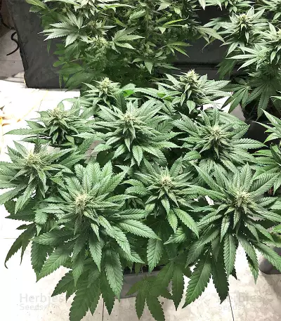 Julies Cookies (Big Head Seeds) Cannabis-Samen