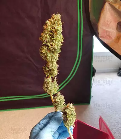 Colombia Mangobiche regular (CannaBioGen) Cannabis-Samen