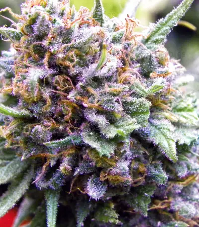 National Health Service (NHS) Regular (Mr. Nice Seedbank) Cannabis-Samen