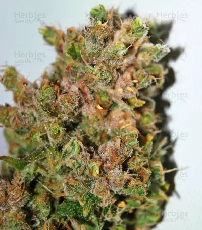 Pure Africa (Original Sensible Seeds) Cannabis-Samen