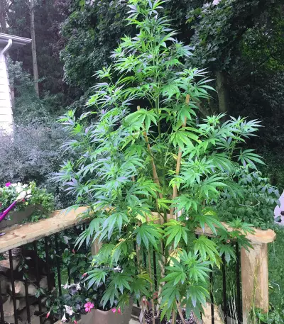Skywalka Ghost Kush (Big Head Seeds) Cannabis-Samen