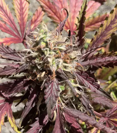 Thin Mint Crack Autoflower (Seedstockers) Cannabis-Samen