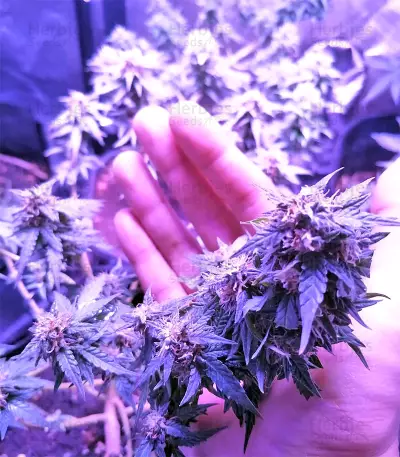 White Widow Auto strain