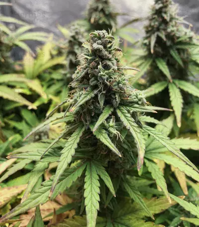 White Widow Autoflowering CBD (Dinafem Seeds) Cannabis-Samen