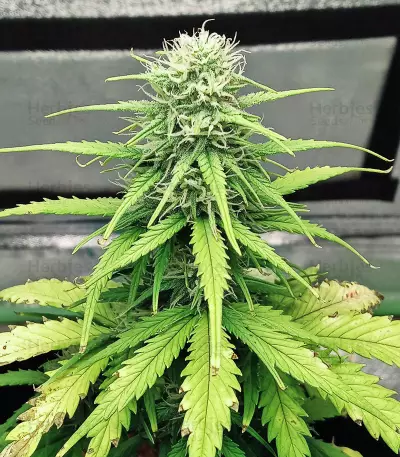 Original Afghan Kush Auto feminisiertes Saatgut (Fast Buds)