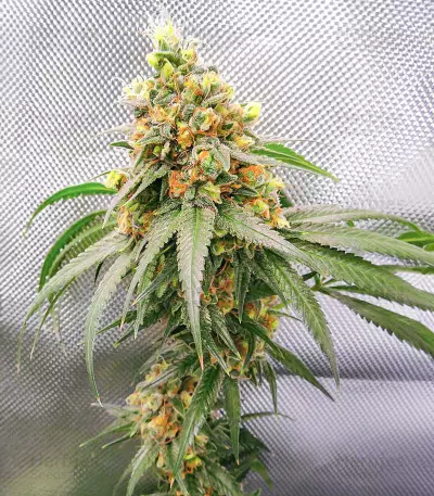 Alpha 21 feminisierte Samen (AlphaFem Seeds)