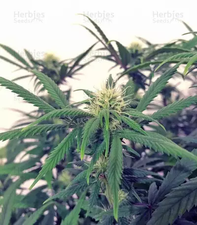 A.M.S. (GHS) Cannabis-Samen