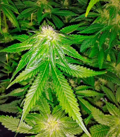 Big Bang (GHS) Cannabis-Samen