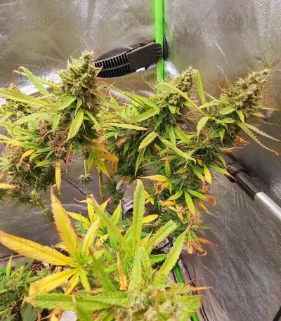 Blue Tease Auto (Dr. Krippling Seeds) Cannabis-Samen