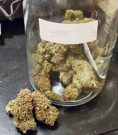 Blueberry Cookies Auto weed strain