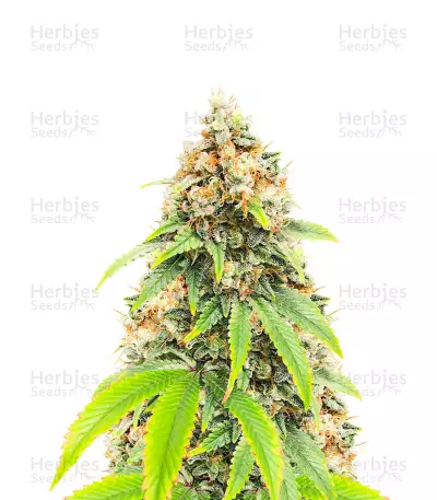 Blueberry OG feminisierte Samen (AlphaFem Seeds)