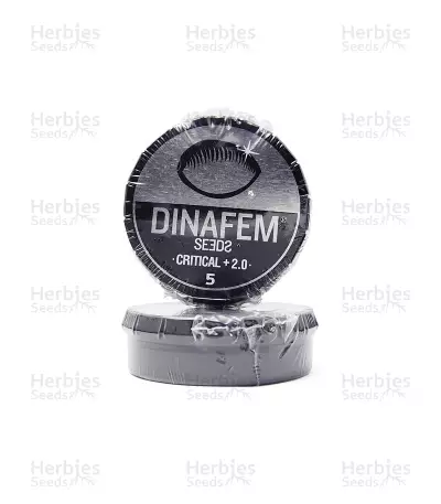 Critical + 2.0 (Dinafem Seeds) Cannabis-Samen