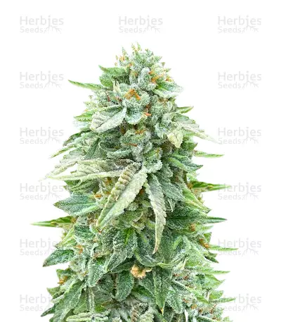 Dozy Doz feminisierte Samen (AlphaFem Seeds)