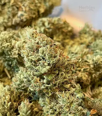 Ghost Chem OG Autoflower feminisierte Samen (Seedkeepers)