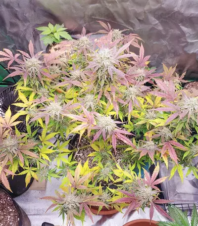 Grandmommy Purple Auto-Samen (Herbies Seeds)