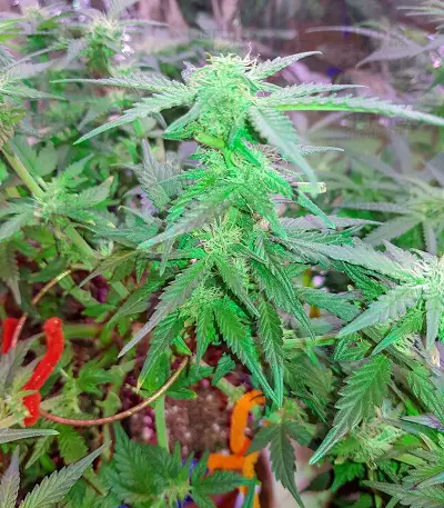 Monster Gelato (Monster Genetics) Cannabis-Samen
