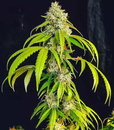 OG Kush Fast Version feminisierte Samen (EGS)