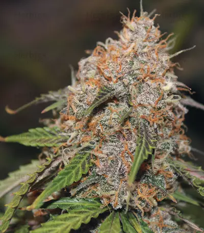Original Auto Northern Lights (Fast Buds) Cannabis-Samen