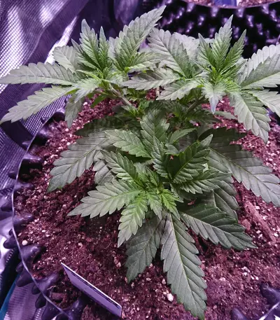Purple Punch Cookies feminisierte Samen (Original Sensible Seeds)
