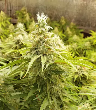 Blue Dream Feminized (Garden of Green)