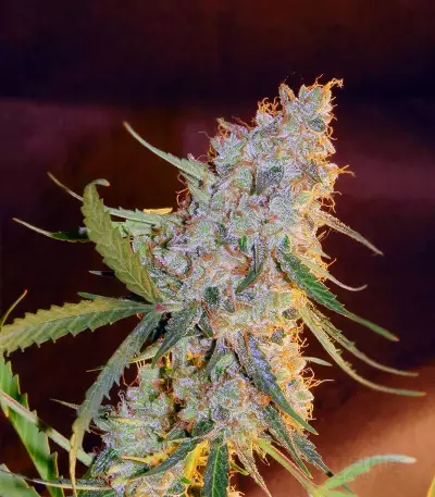Blueberry Glue Auto (Expert Seeds) Cannabis-Samen