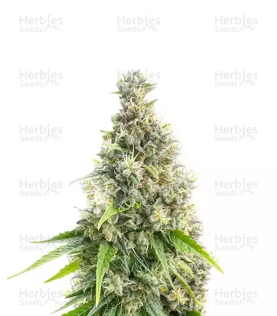 Candy Cane Mango Autoflower feminisierte Samen (Seedkeepers)