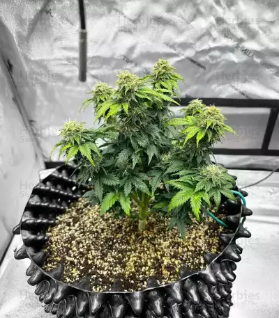 Crème De la Chem Auto (Mephisto Genetics) Cannabis-Samen