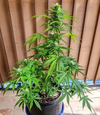 Easy Bud Auto (RQS) Cannabis-Samen