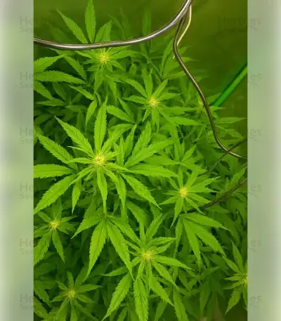 Gelato 44 (Tyson S) (Royal Queen Seeds)