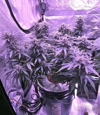 Gorilla Auto (GG#4 Original Glue Auto) (Expert Seeds) Cannabis-Samen