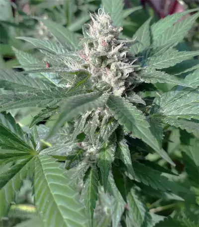 Gorilla Girl (Sweet Seeds) Cannabis-Samen