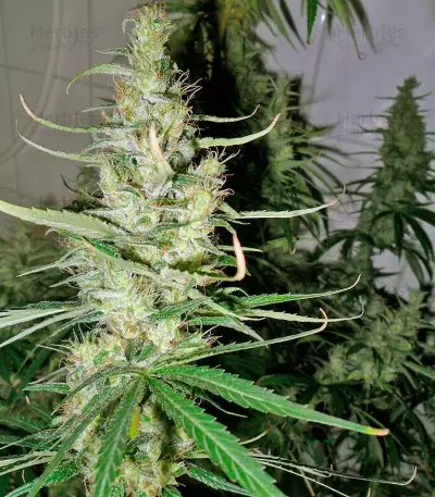 Hawaiian Snow (GHS) Cannabis-Samen