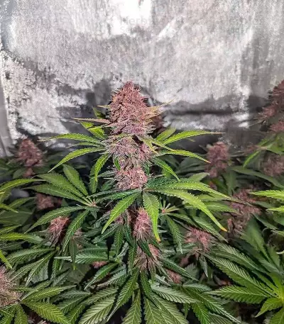 Humboldt Dream feminisierte Samen (Humboldt Seed Company)
