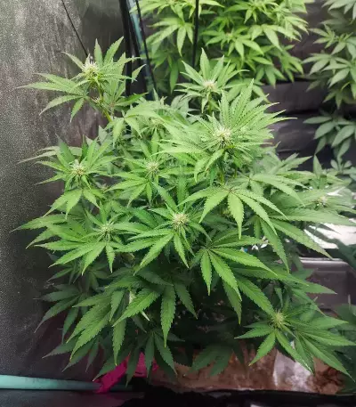 Humboldt Headband Autoflower feminisierte Samen (Humboldt Seed Company)