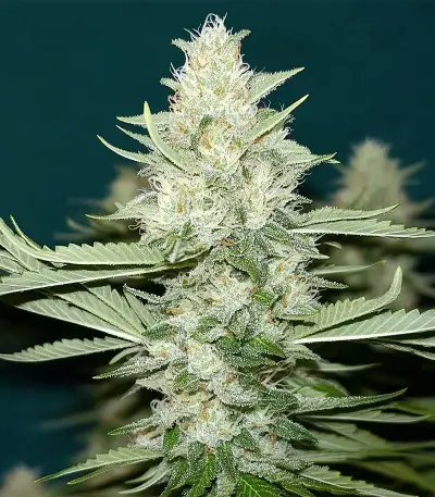 King's Juice Auto (GHS)