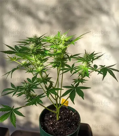 Mendocino Chanel Kush (Medical Seeds) Cannabis-Samen