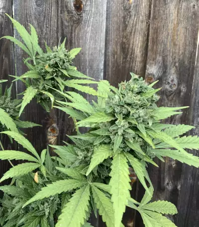 Monster Bruce Banner Auto feminisierte Samen (Monster Genetics)