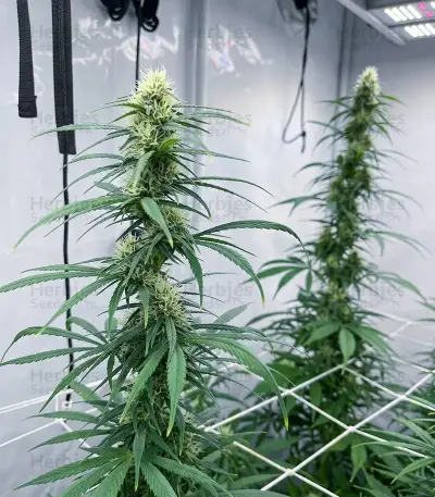 Panama Haze Regular (Ace Seeds)