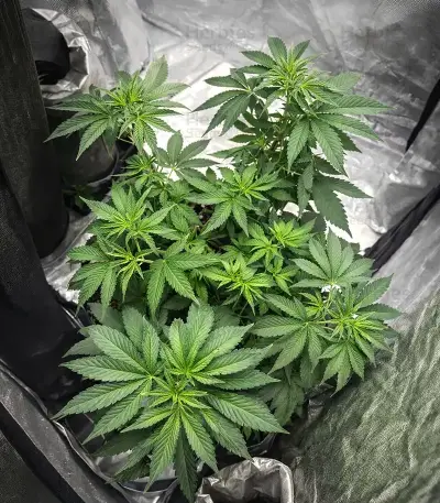 Papaya Frosting (Barney's Farm)