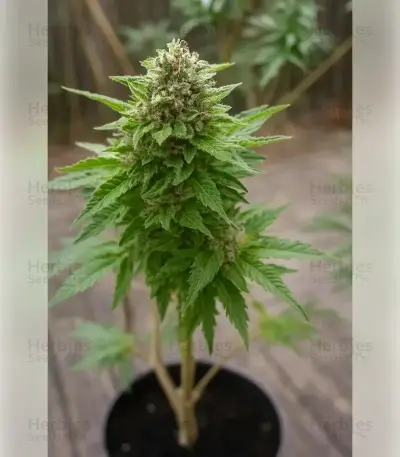 Permanent Marker (Blimburn Seeds)