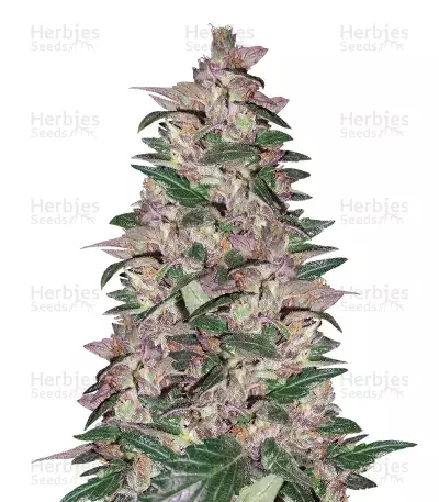 Purps #1 (Dinafem Seeds) Cannabis-Samen
