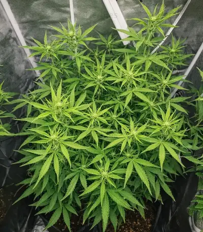 Royal Purple Kush Auto (Emerald Triangle Seeds) Cannabis-Samen