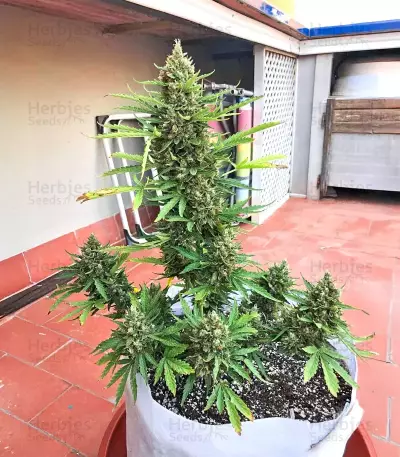 Samsquanch OG Auto (Mephisto Genetics) Cannabis-Samen