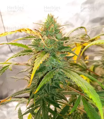 Special Queen 1 Auto feminisierte Samen (Royal Queen Seeds)