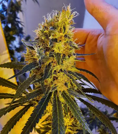 Strawberry Lemonade feminisierte Samen (Barney’s Farm)