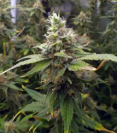 THC Bomb (Bomb Seeds) Cannabis-Samen
