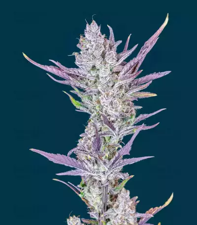Wedding Glue Auto feminisierte Samen (Fast Buds)